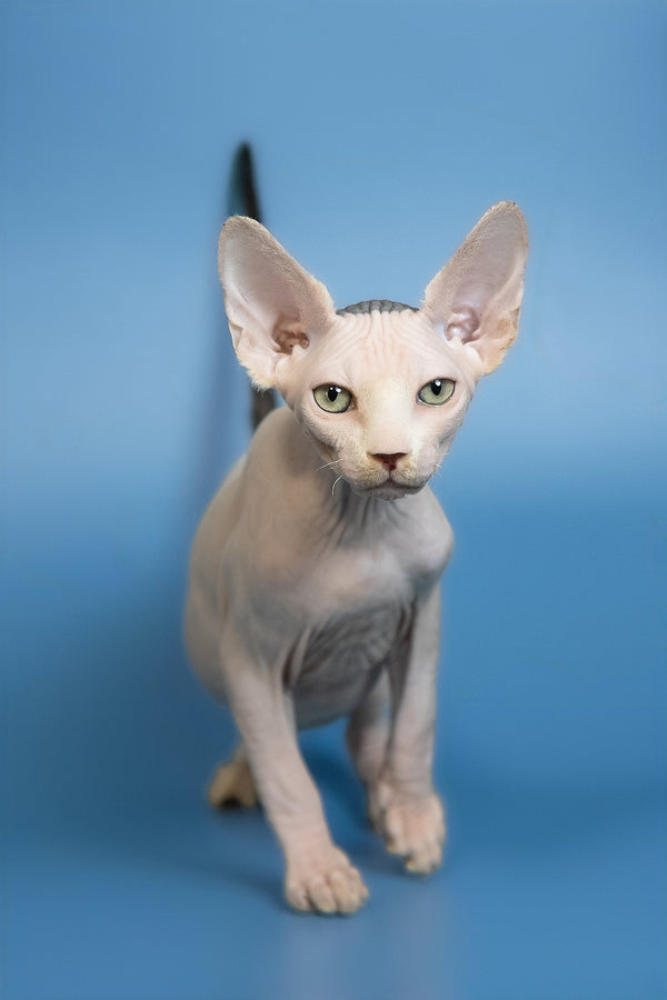 Euri | Canadian Sphynx Kitten