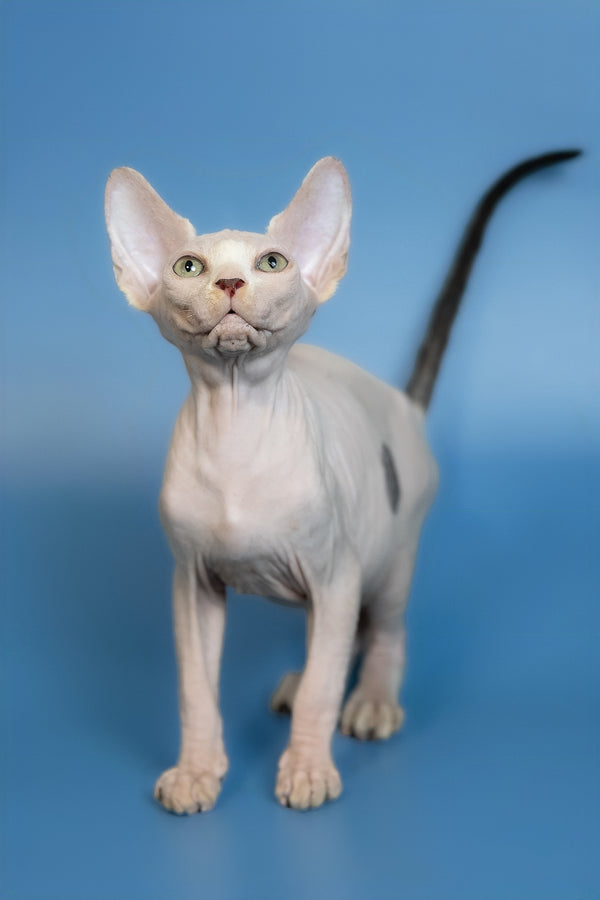 Euri | Canadian Sphynx Kitten