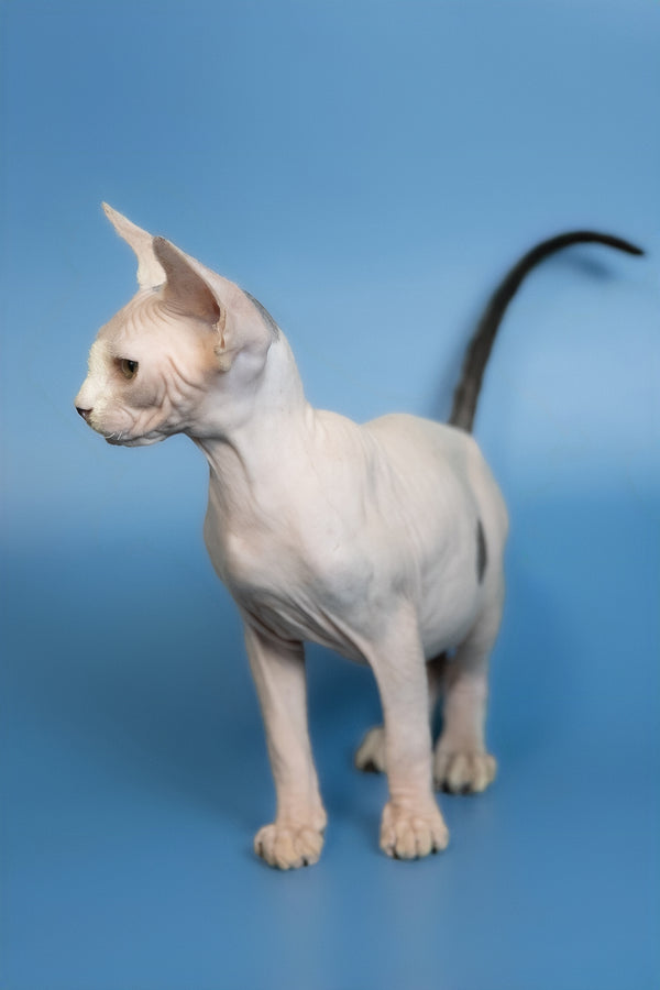 Euri | Canadian Sphynx Kitten