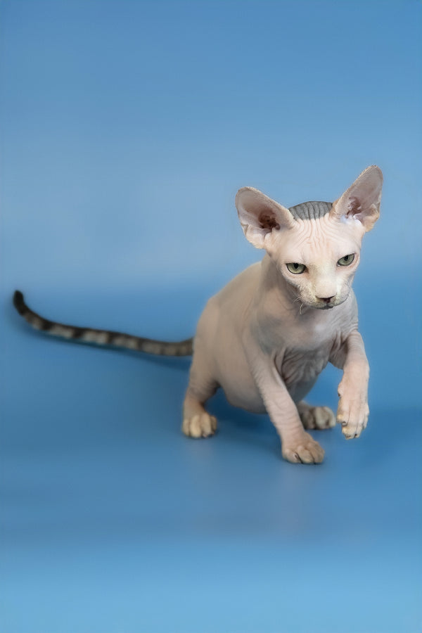 Euri | Canadian Sphynx Kitten
