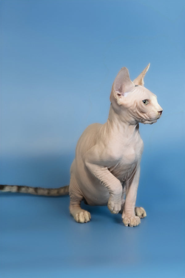 Euri | Canadian Sphynx Kitten
