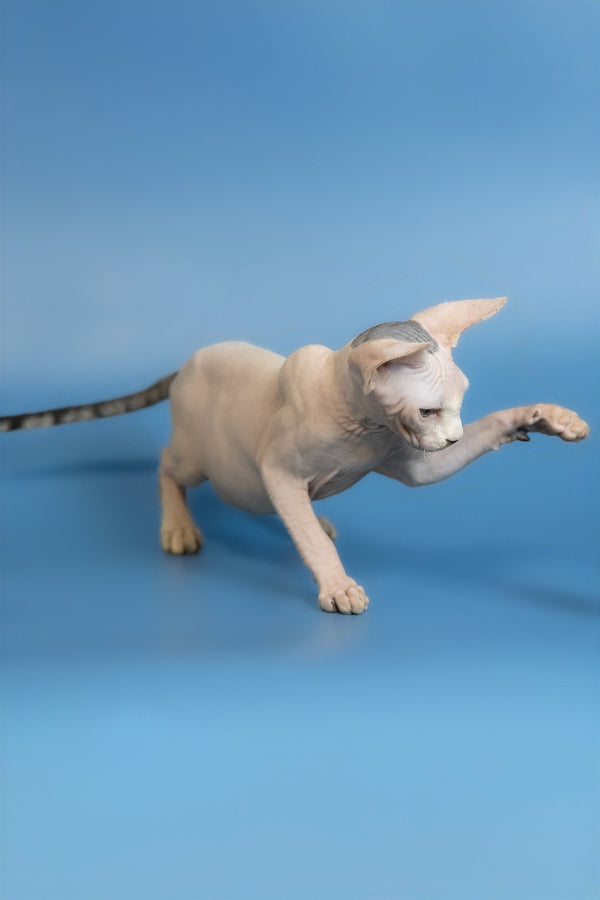 Euri | Canadian Sphynx Kitten