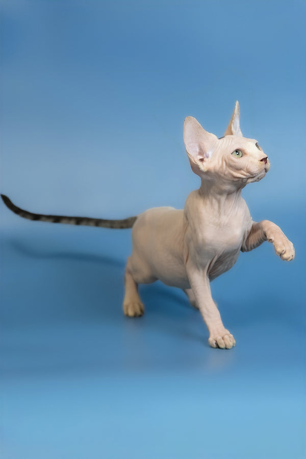 Euri | Canadian Sphynx Kitten