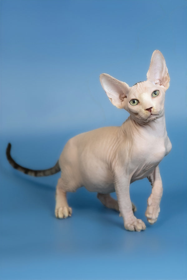 Euri | Canadian Sphynx Kitten