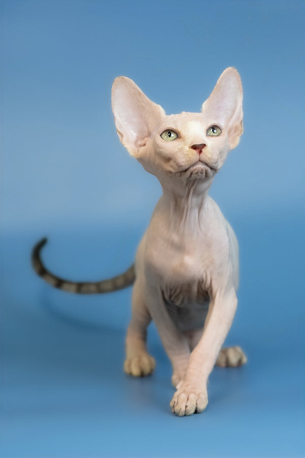 Euri | Canadian Sphynx Kitten