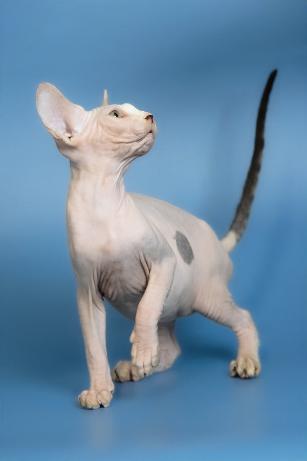 Euri | Canadian Sphynx Kitten