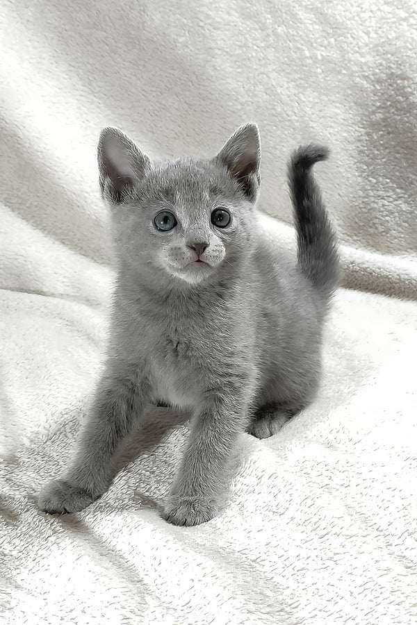 Malvina | Russian Blue Kitten