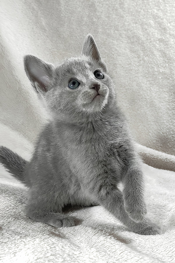 Malvina | Russian Blue Kitten