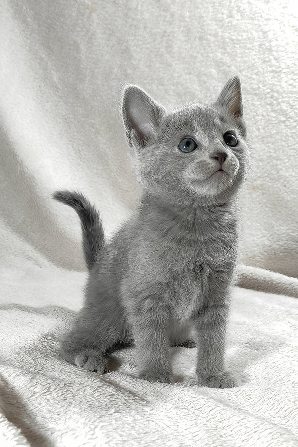 Malvina | Russian Blue Kitten