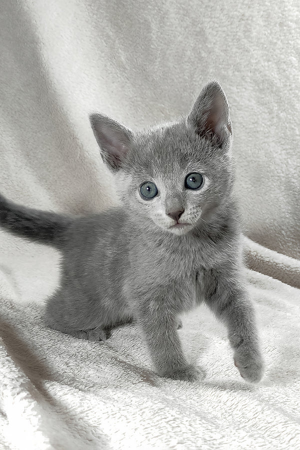 Malvina | Russian Blue Kitten