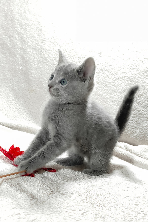 Malvina | Russian Blue Kitten