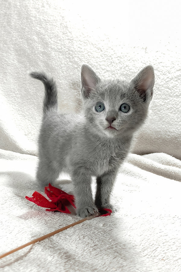 Malvina | Russian Blue Kitten