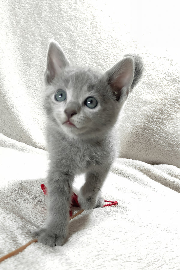 Malvina | Russian Blue Kitten