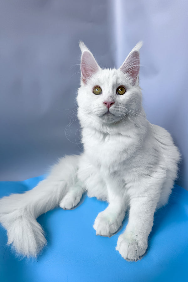 Roxy | Maine Coon Kitten