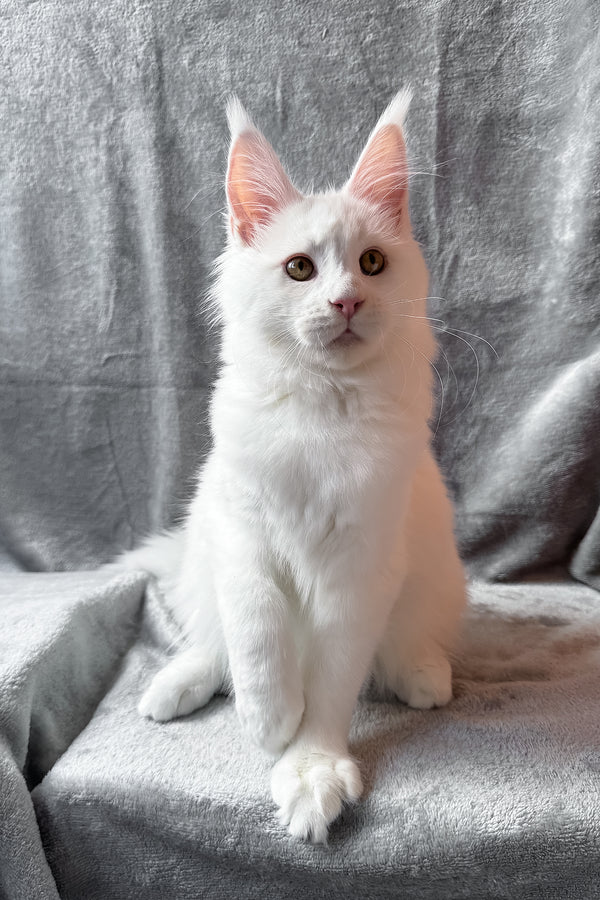 Roxy | Maine Coon Kitten