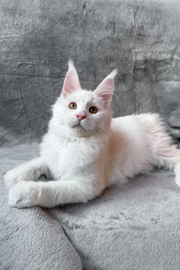 Roxy | Maine Coon Kitten