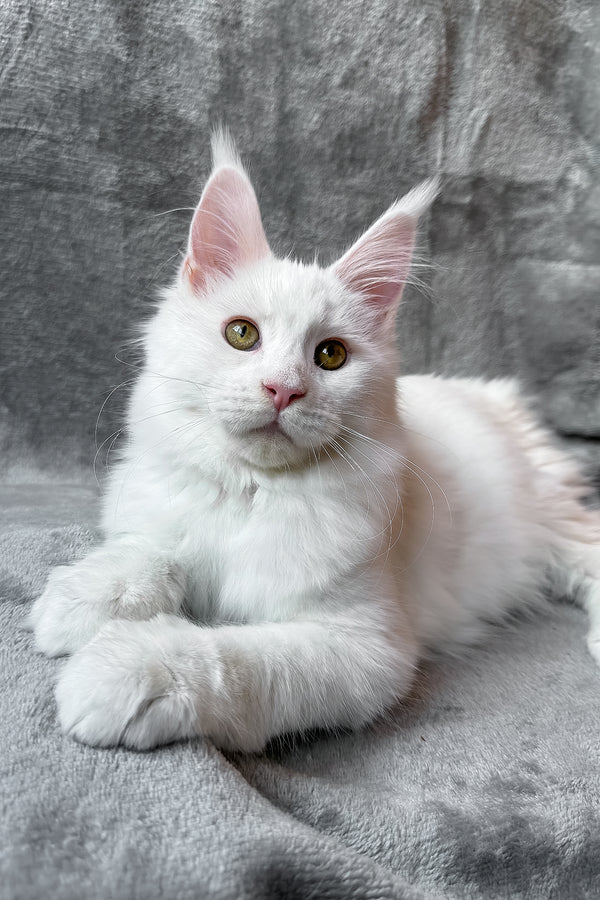 Roxy | Maine Coon Kitten
