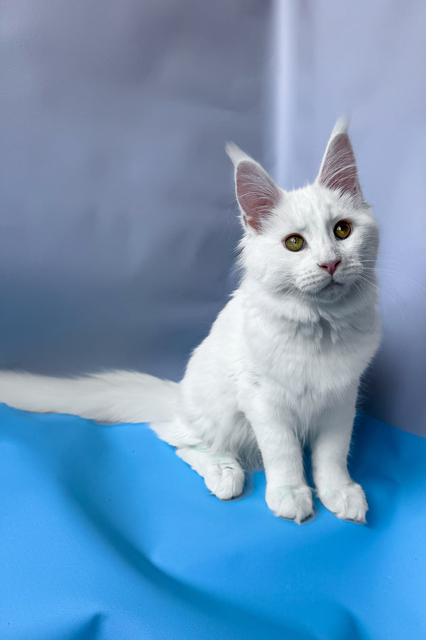 Roxy | Maine Coon Kitten