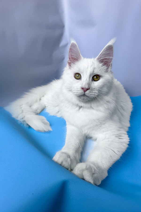 Roxy | Maine Coon Kitten