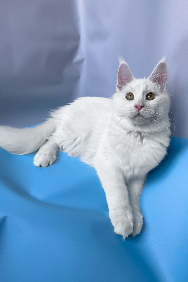 Roxy | Maine Coon Kitten