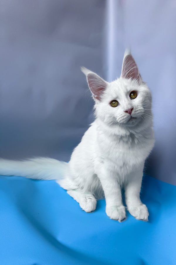 Roxy | Maine Coon Kitten