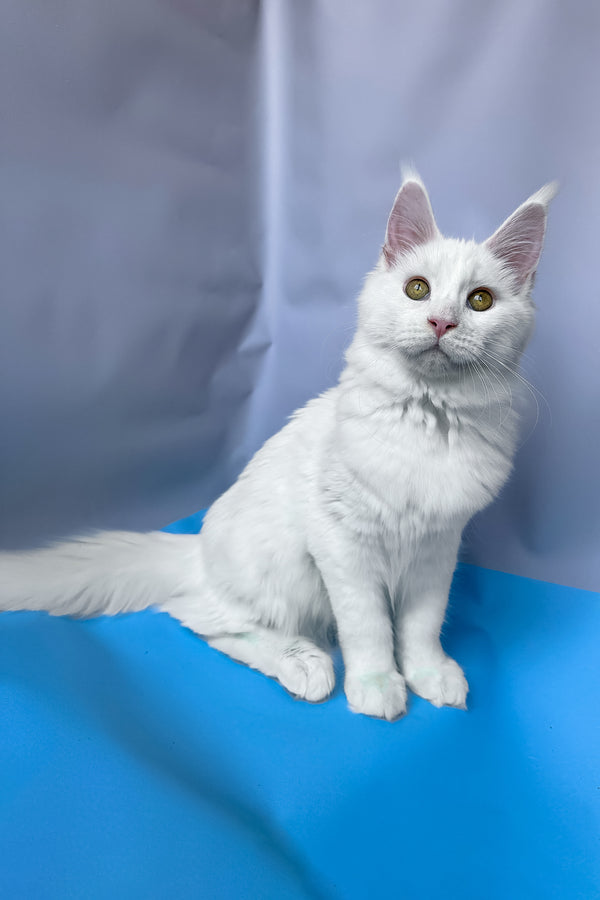 Roxy | Maine Coon Kitten