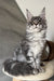 Mavrik | Maine Coon Kitten