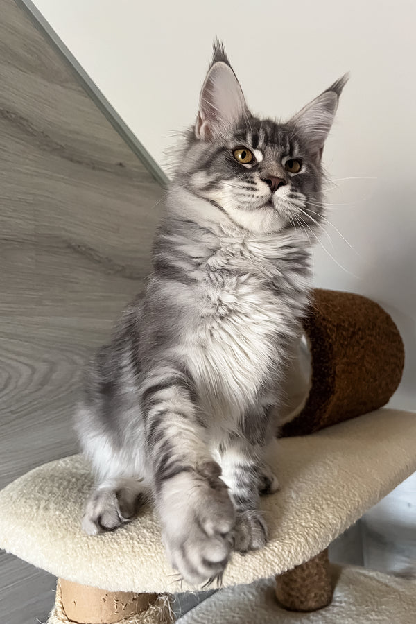 Mavrik | Maine Coon Kitten