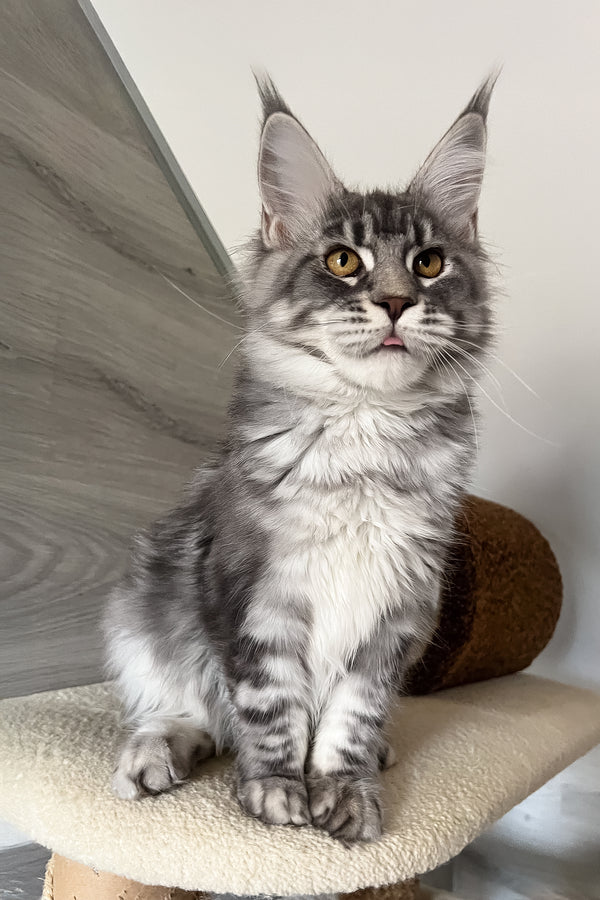Mavrik | Maine Coon Kitten