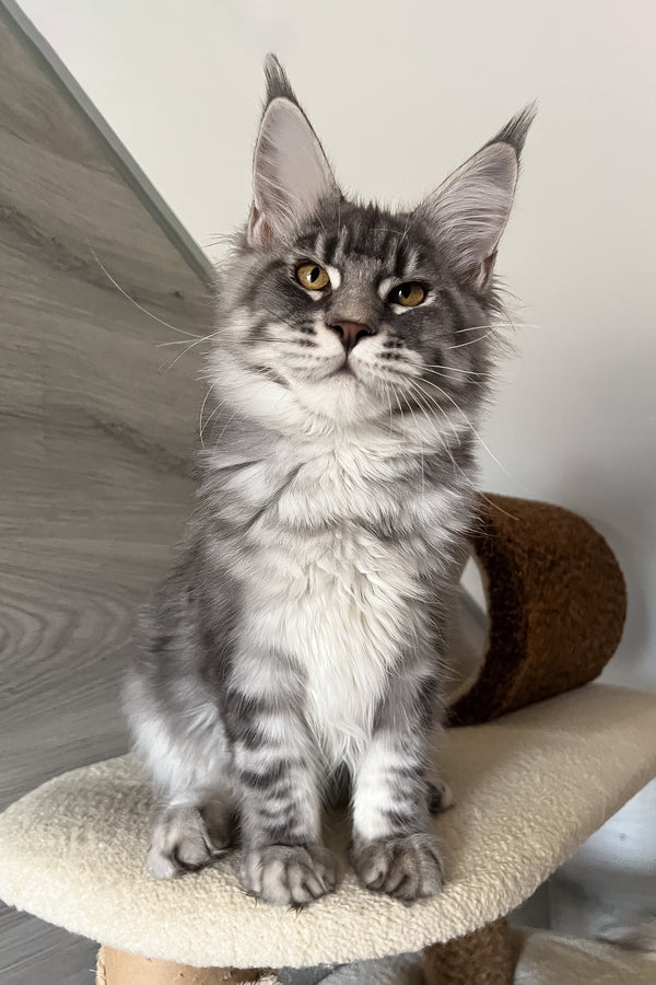 Mavrik | Maine Coon Kitten