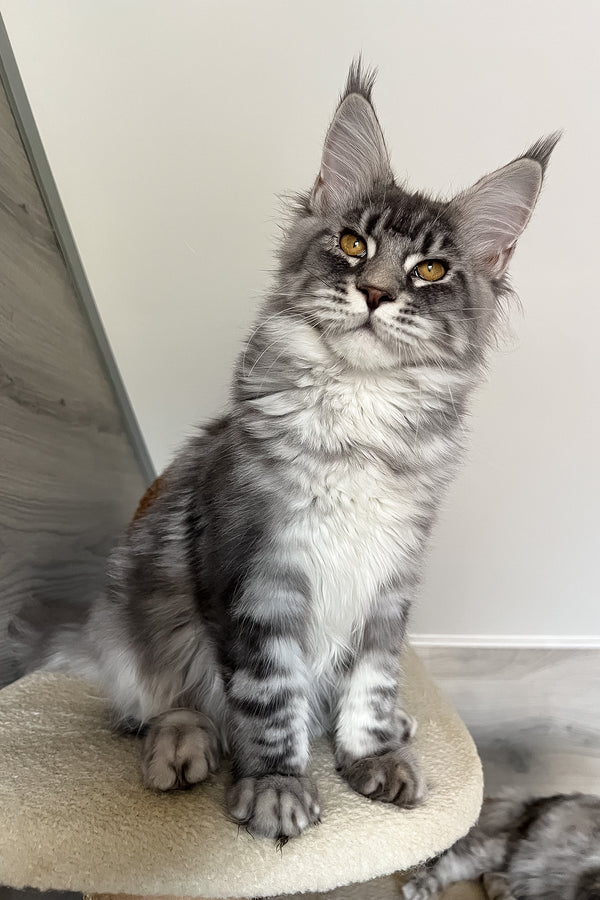 Mavrik | Maine Coon Kitten
