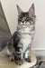 Mavrik | Maine Coon Kitten