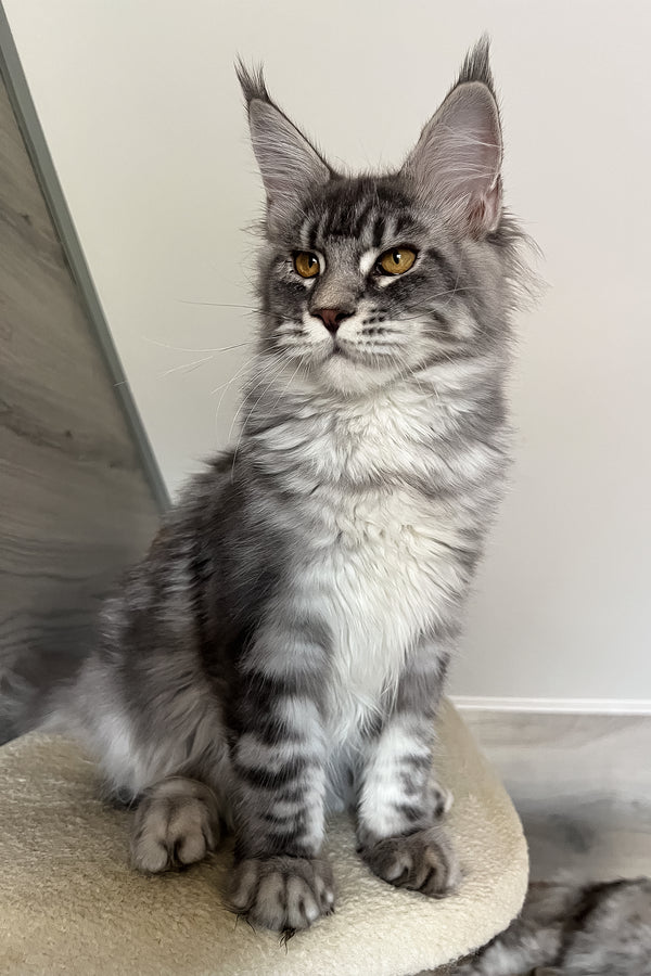 Mavrik | Maine Coon Kitten