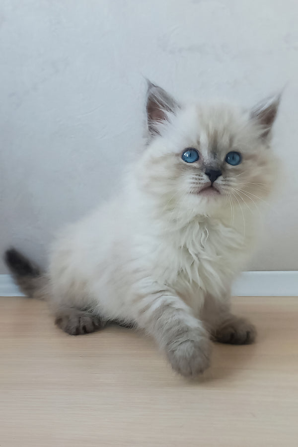 Kokava | Siberian Kitten