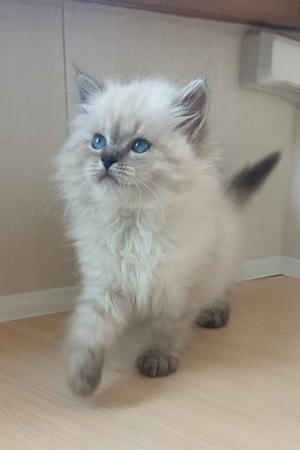 Kokava | Siberian Kitten