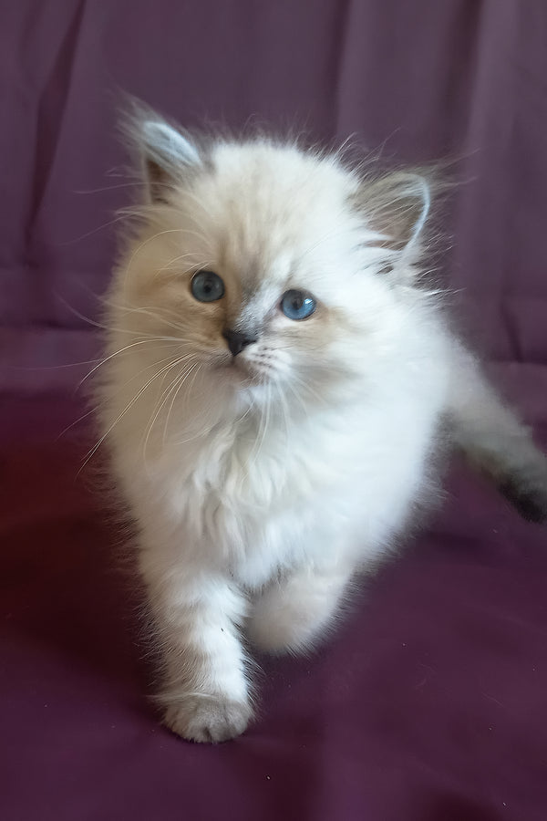 Kokava | Siberian Kitten