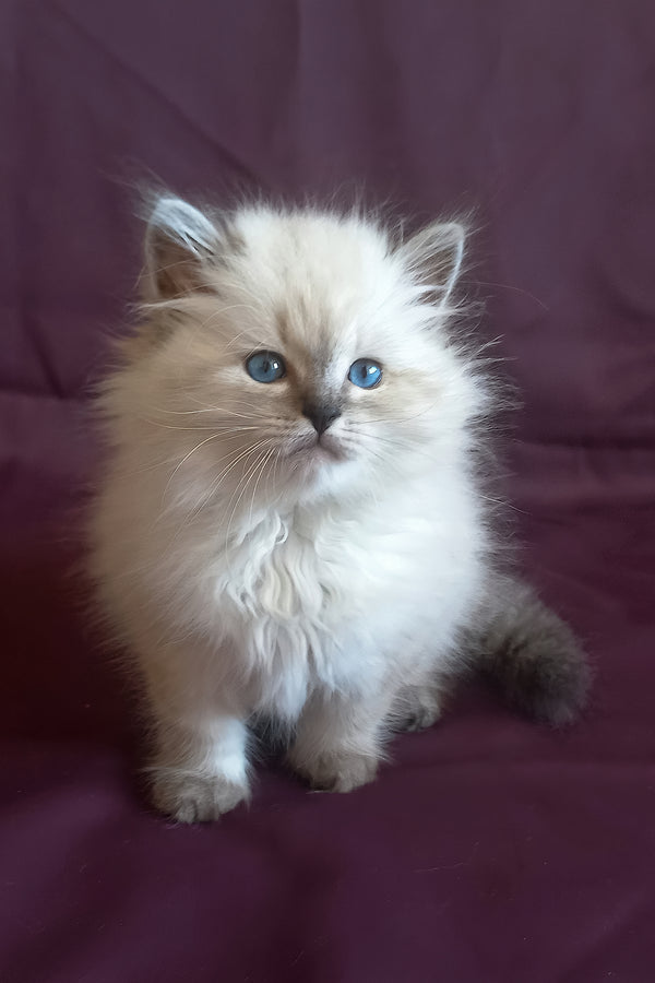 Kokava | Siberian Kitten