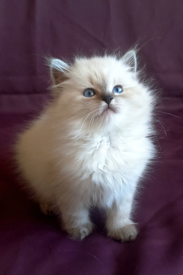 Kokava | Siberian Kitten