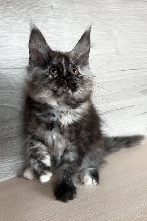 Sylvia | Maine Coon Kitten