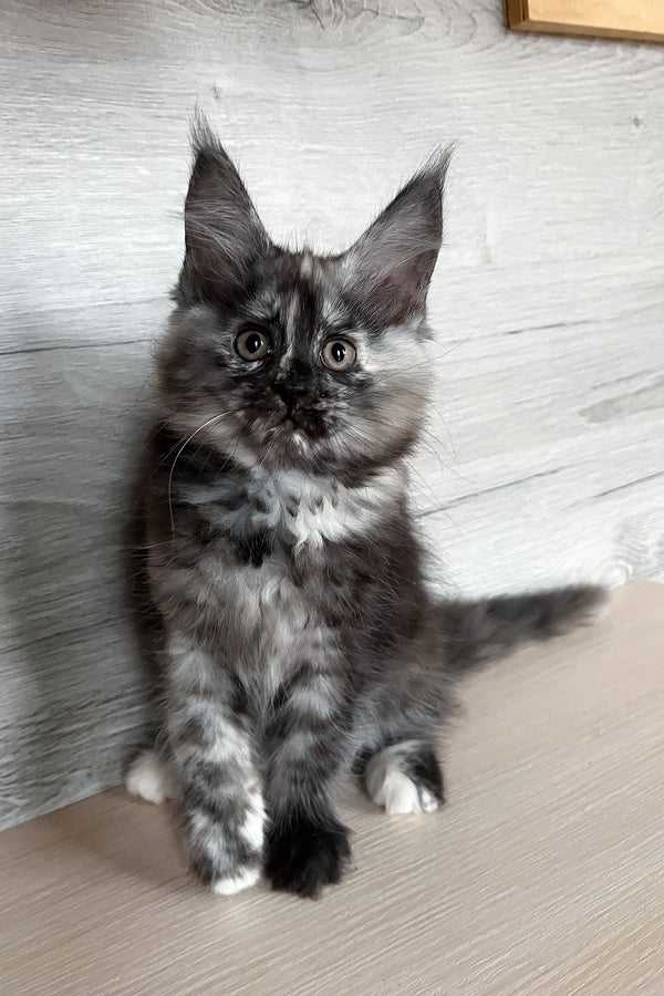 Sylvia | Maine Coon Kitten