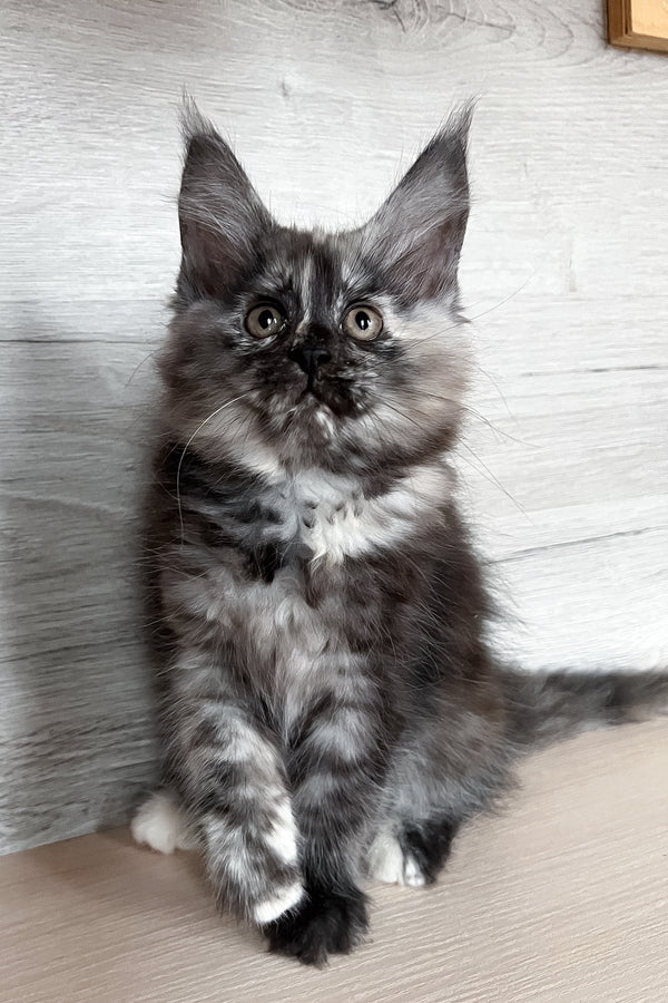 Sylvia | Maine Coon Kitten