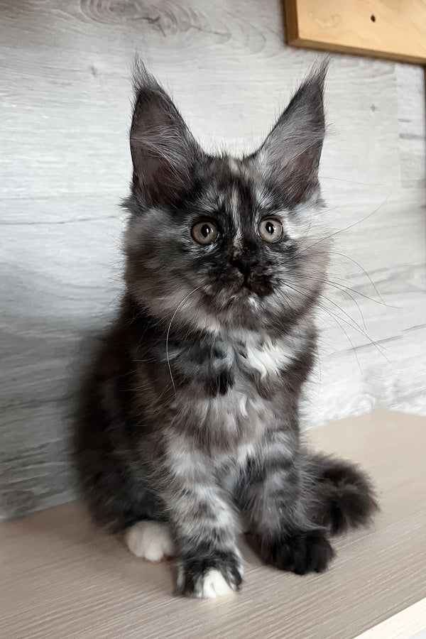 Sylvia | Maine Coon Kitten