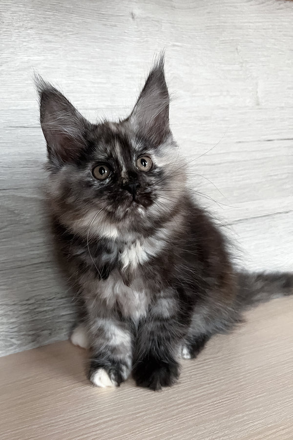 Sylvia | Maine Coon Kitten