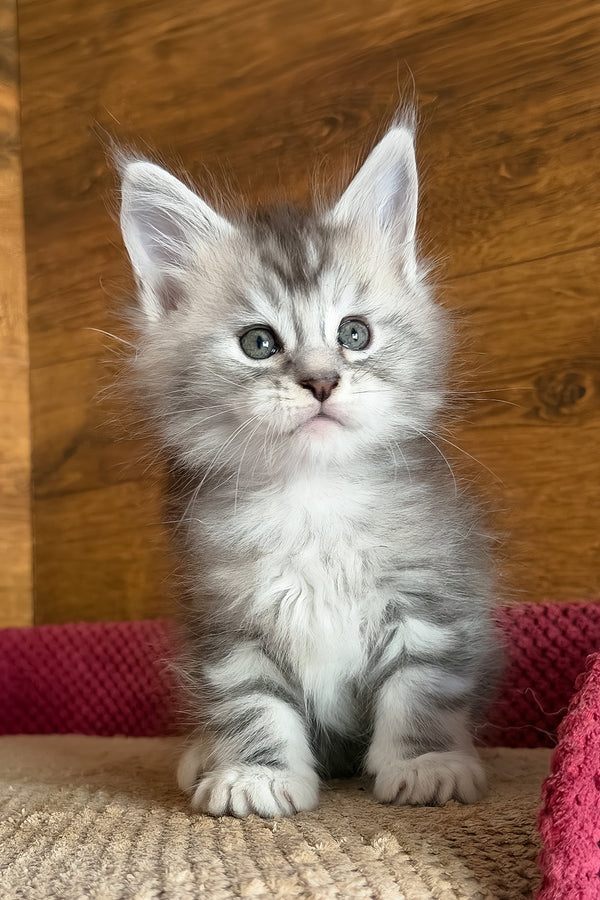 Chips | Maine Coon Kitten