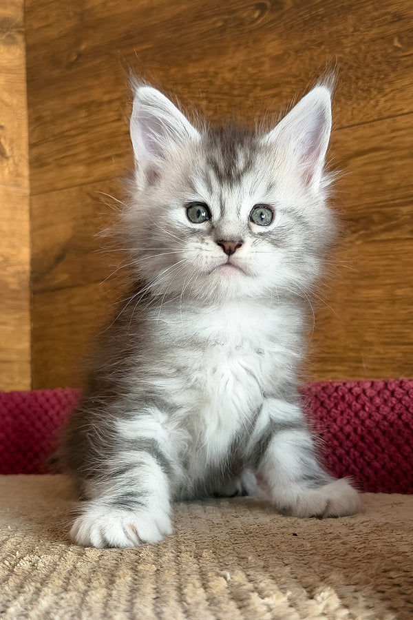 Chips | Maine Coon Kitten