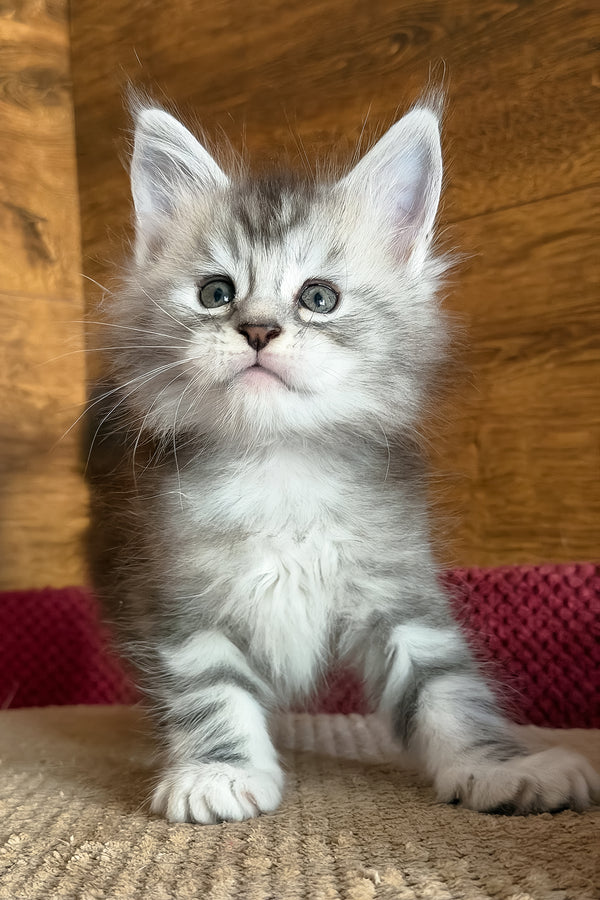 Chips | Maine Coon Kitten