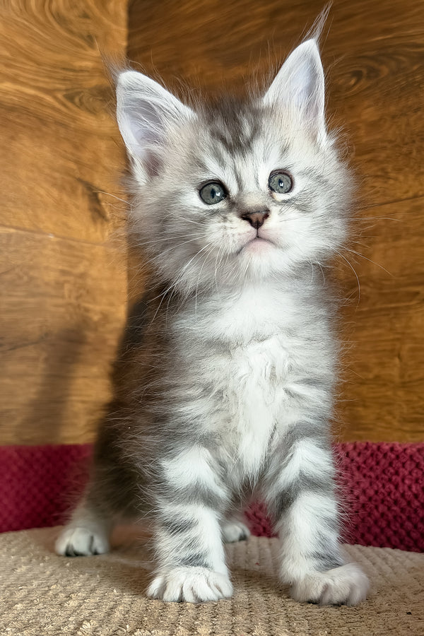 Chips | Maine Coon Kitten