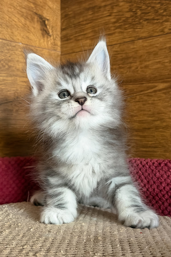 Chips | Maine Coon Kitten