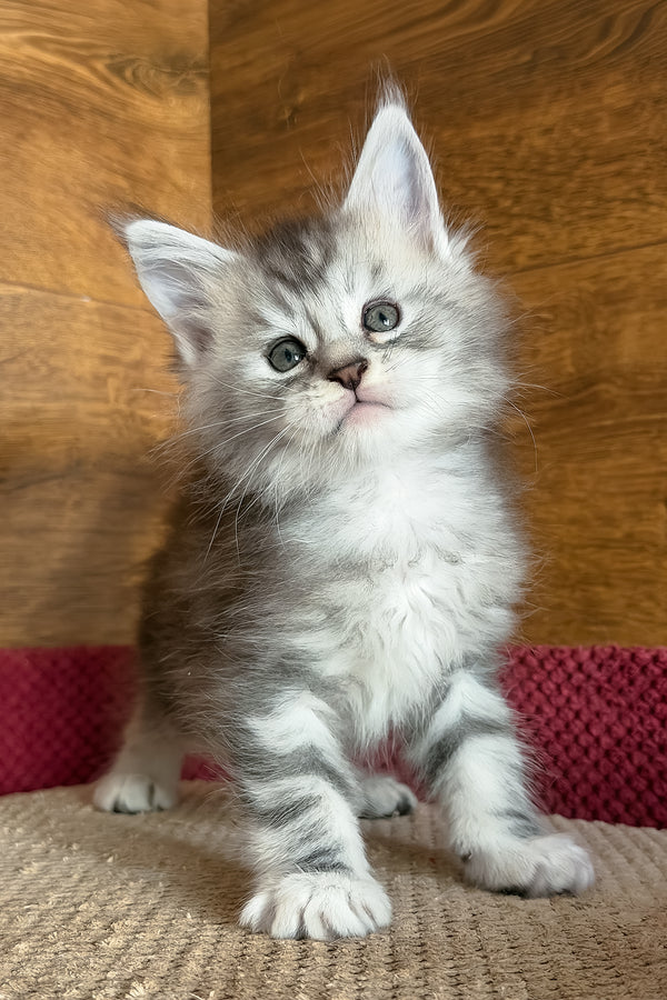 Chips | Maine Coon Kitten