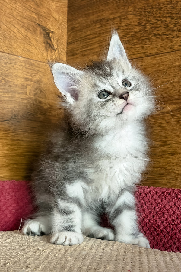 Chips | Maine Coon Kitten